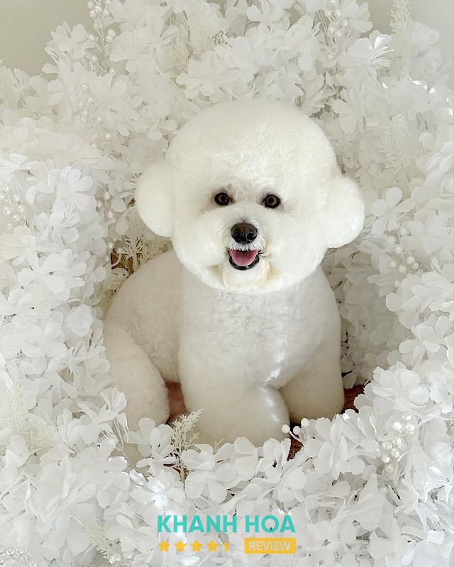 Spa Thú Cưng Pet Shop Hồng Tuận Ninh Hoà – hình ảnh 2