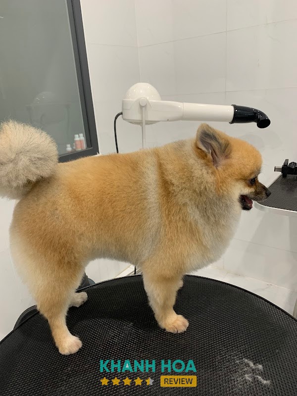 Spa Thú Cưng Pet Shop Hồng Tuận Ninh Hoà – hình ảnh 3