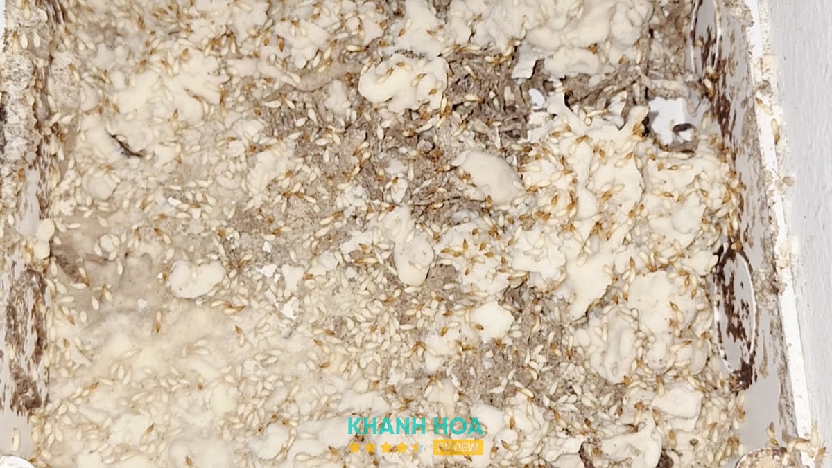 Công ty TNHH Diệt Mối & Côn Trùng Nam Hải – hình ảnh 1