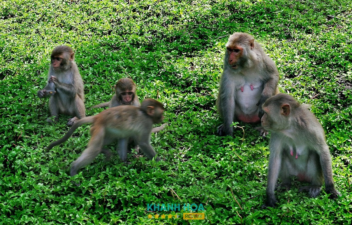 Khu du lịch Đảo Khỉ Khánh Hòa