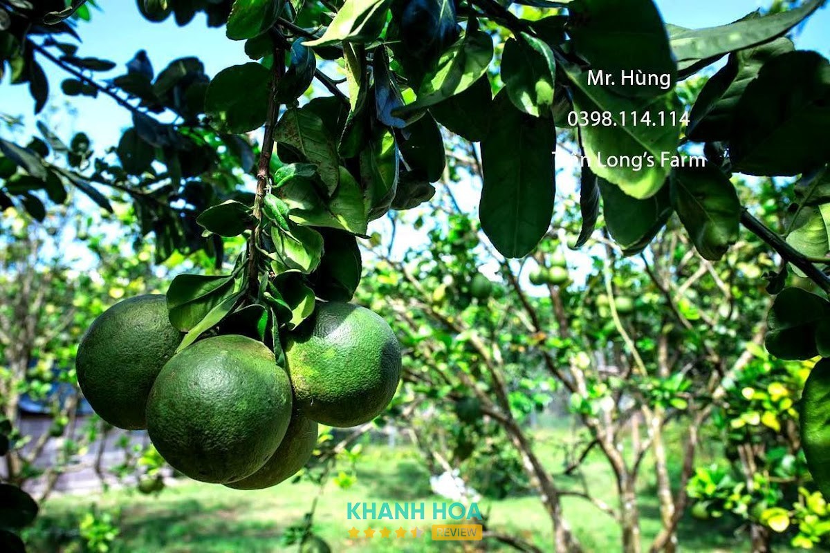 Khu Du Lịch Sinh Thái Tiên Long Farm Khánh Hòa