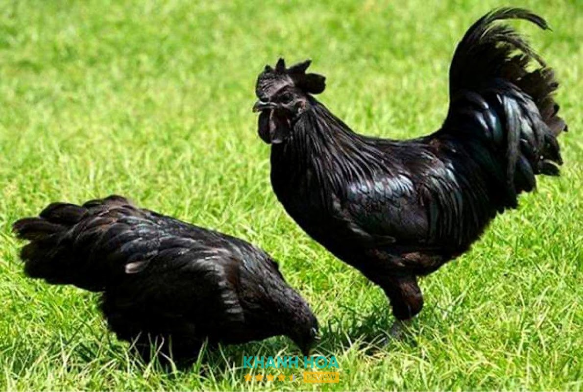 Khu Du Lịch Sinh Thái Tiên Long Farm – hình ảnh 3