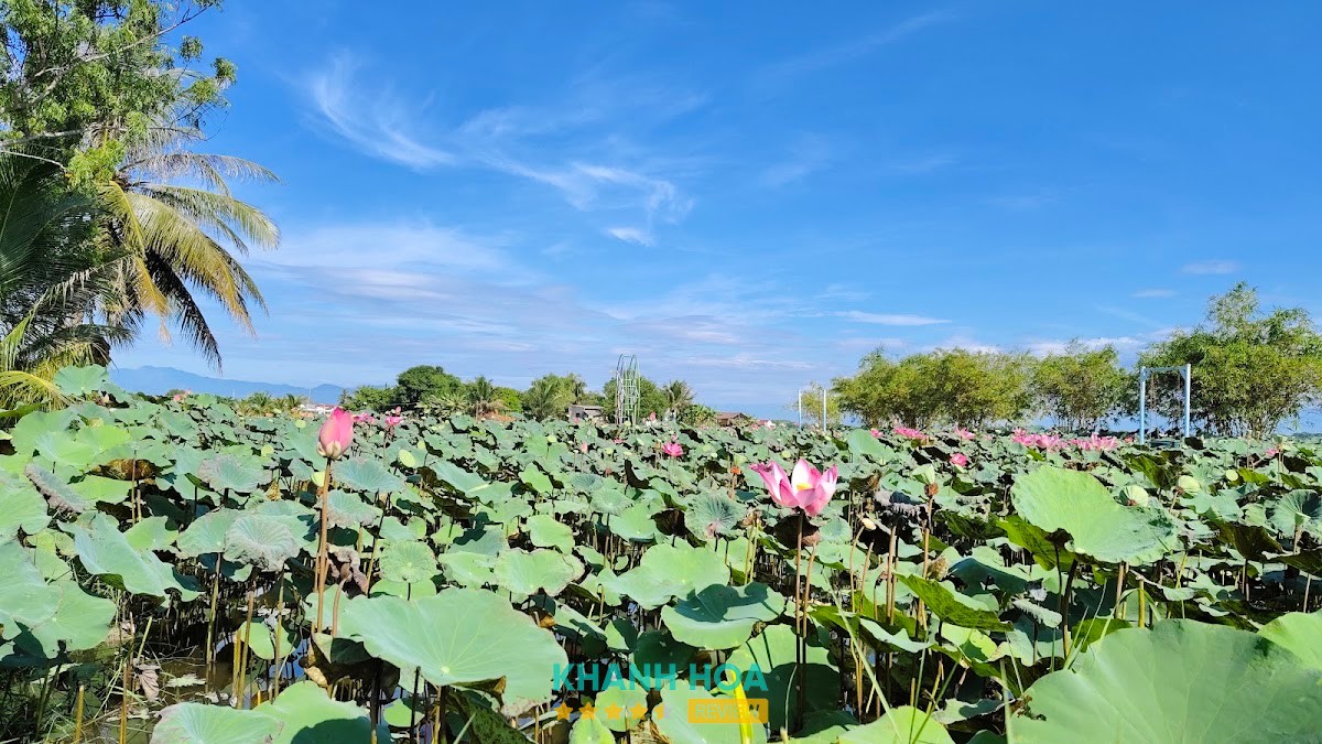 Khu Du lịch Văn hoá Sinh thái Sen Caraih – Ninh Phước