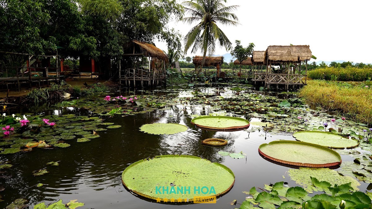 Sen Caraih – hình ảnh 2