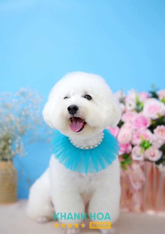 ALOHA Petshop Nha Trang