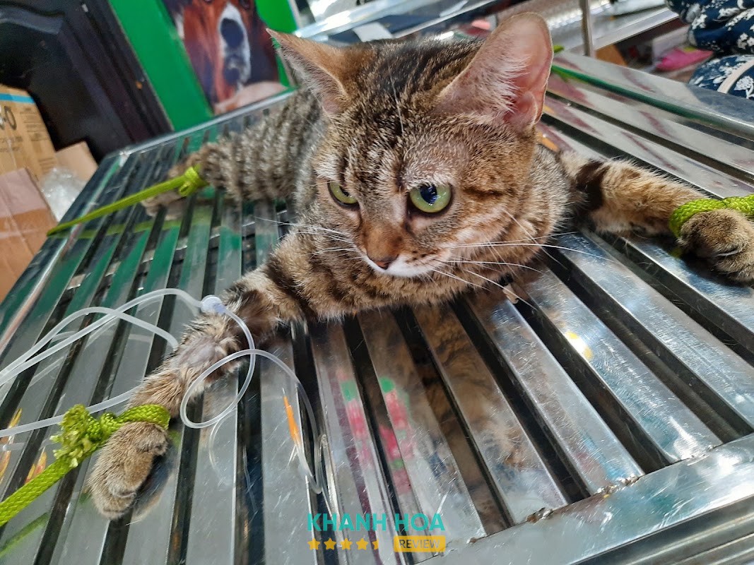 Thanhxuanpet Nha Trang