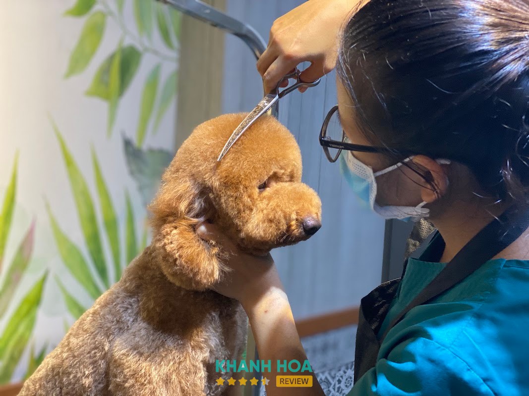 Thanhxuanpet Nha Trang – hình ảnh 2