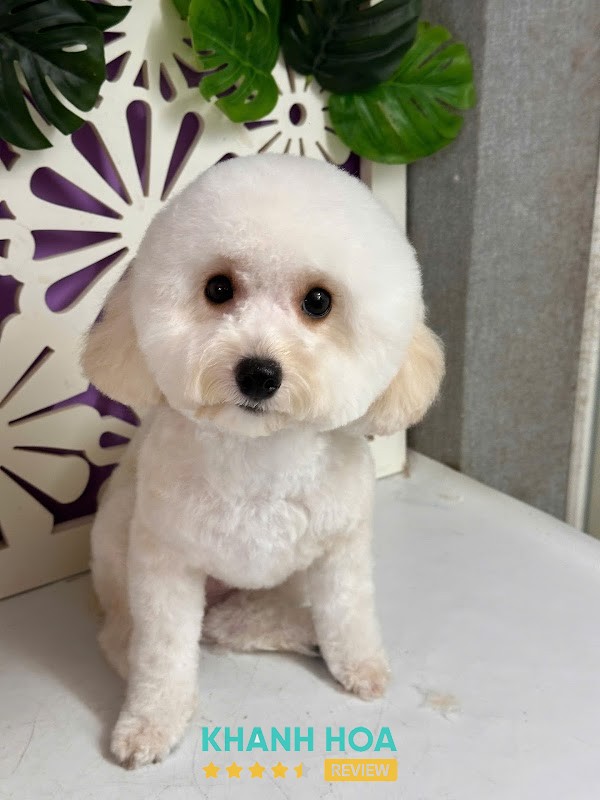 Pet Nha Trang – hình ảnh 3