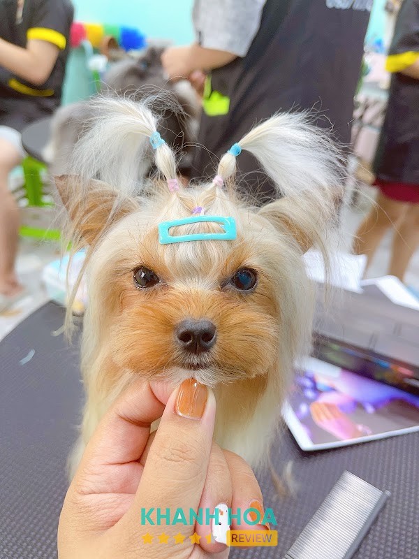 Puppy House – hình ảnh 3