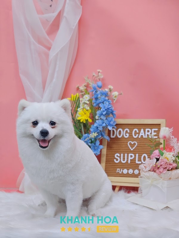 Dog Care – hình ảnh 3