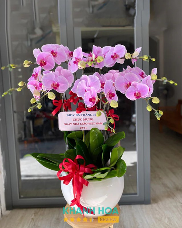 Hoa Lan Hồ Điệp TP Cam Ranh - Siin Store – 01 Nguyễn Công Trứ, Bắc Cam Ranh, Khánh Hòa 57000, Việt Nam hình ảnh 2