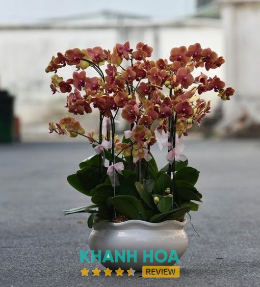 Shop Hoa Tươi Vạn Ninh Khánh Hòa – hình ảnh 3