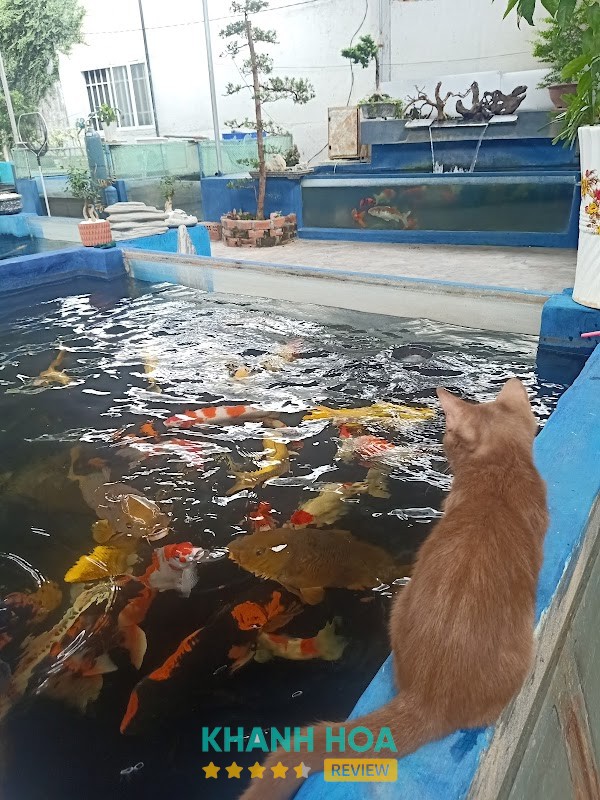 Trại cá Koi Khang Koi Farm – hình ảnh 2