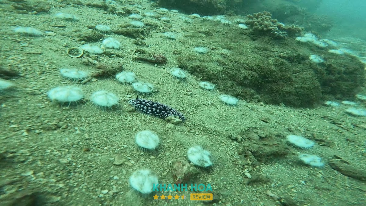 Hoạt động scuba diving của Nha Trang Fun Divers