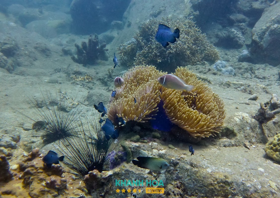Tour lặn biển Nha Trang Fun Divers
